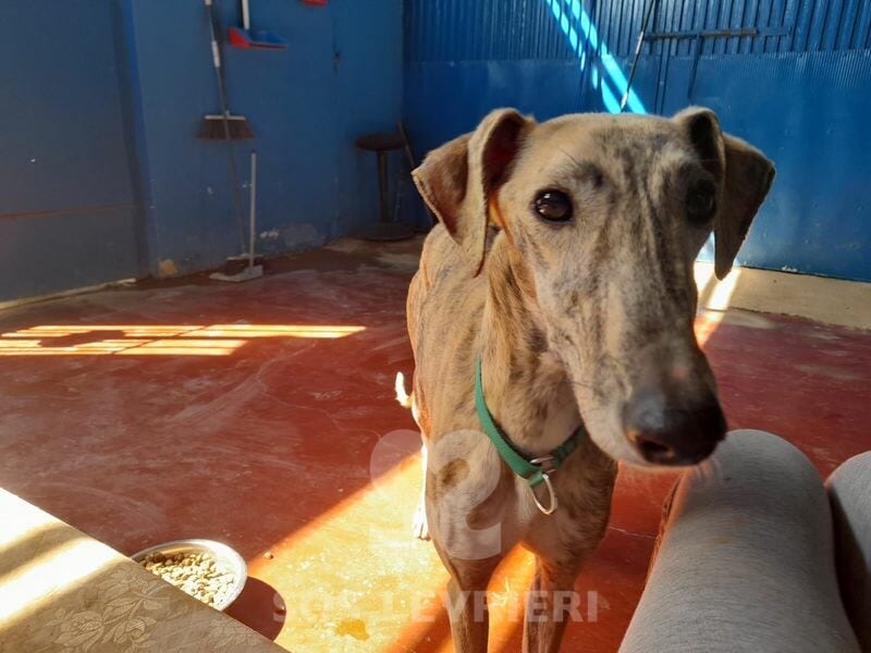Avena Galgo