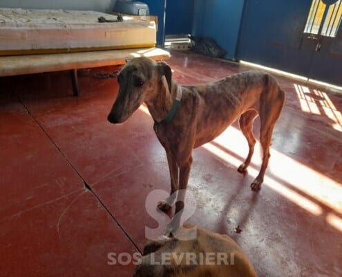 Avena Galgo