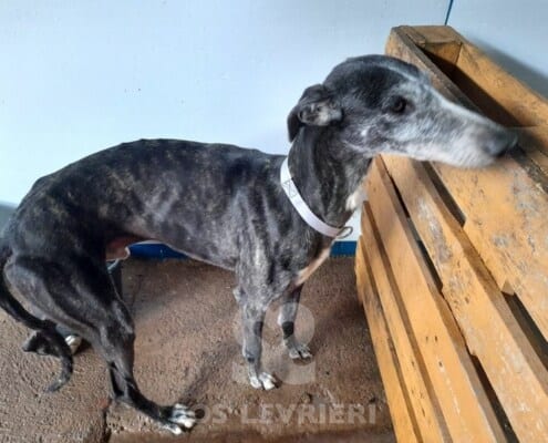 Bolt 2 Galgo