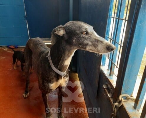 Bolt 2 Galgo