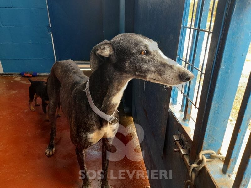 Bolt 2 -Galgo