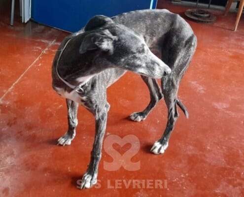 Bolt 2 Galgo