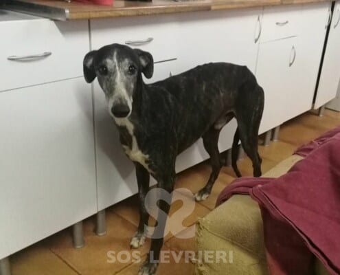 Bolt 2 Galgo