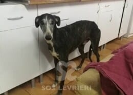 Bolt 2 -Galgo