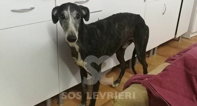 Bolt 2 -Galgo