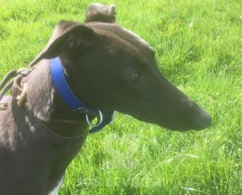 Cashen Greyhound