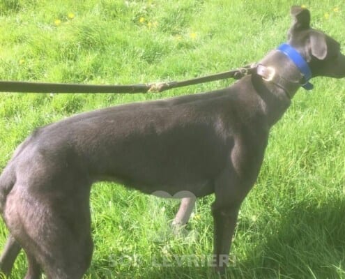 Cashen Greyhound