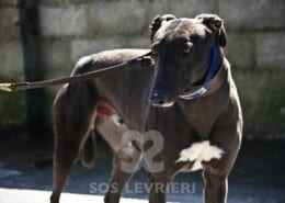 Cashen Greyhound