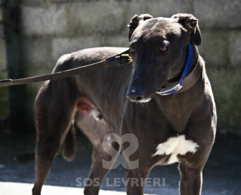 Cashen Greyhound