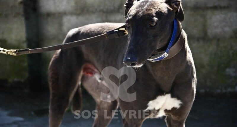 Cashen Greyhound
