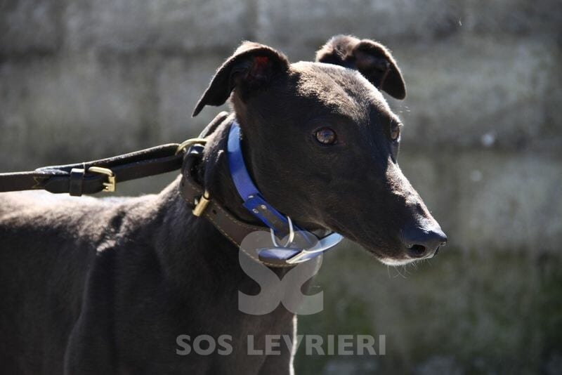 Cashen Greyhound