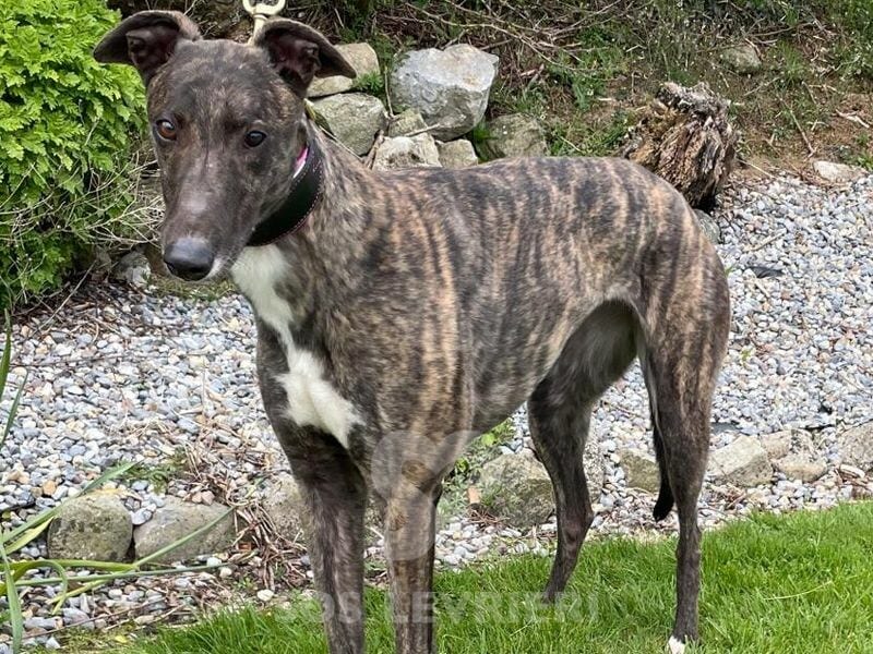 Dotie Greyhound