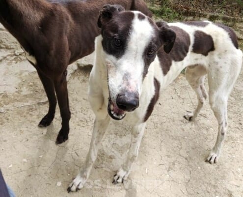 John Greyhound