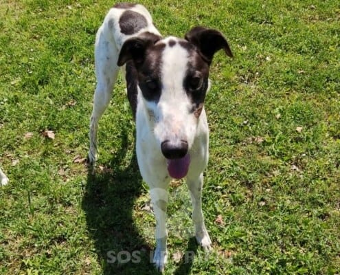John Greyhound