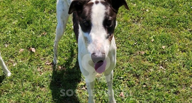 John Greyhound