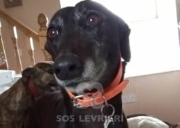 Lyneen Greyhound