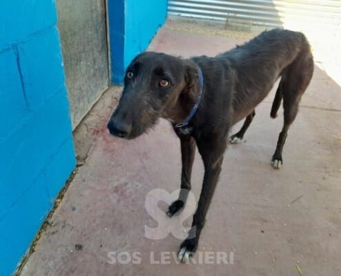 Regaliz Galgo