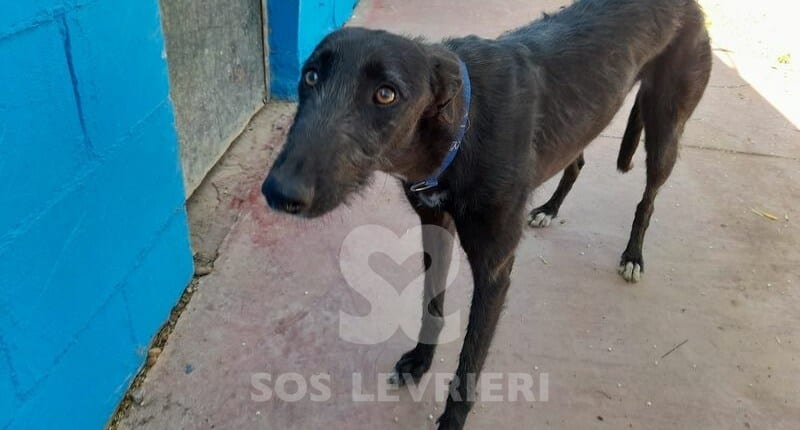 Regaliz Galgo