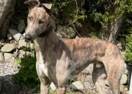 Storm Greyhound
