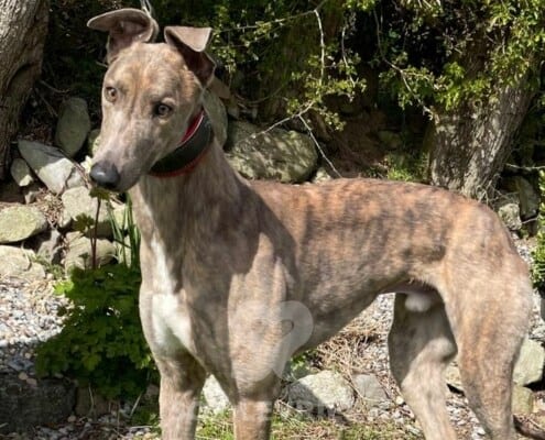 Storm Greyhound