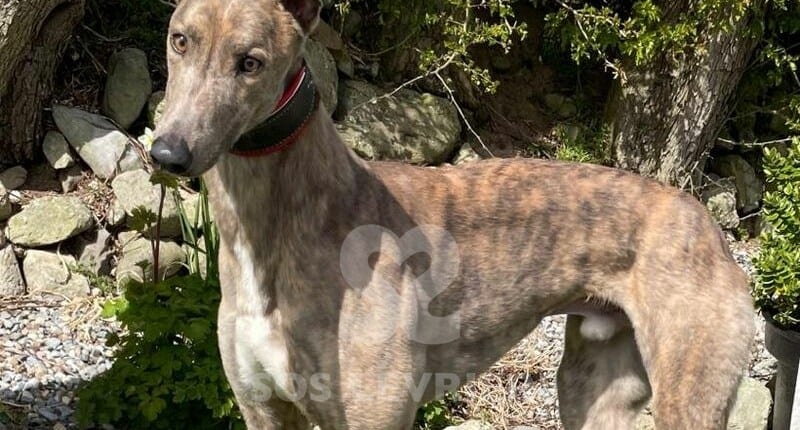 Storm Greyhound