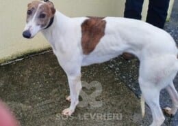 Suzy 2 Greyhound