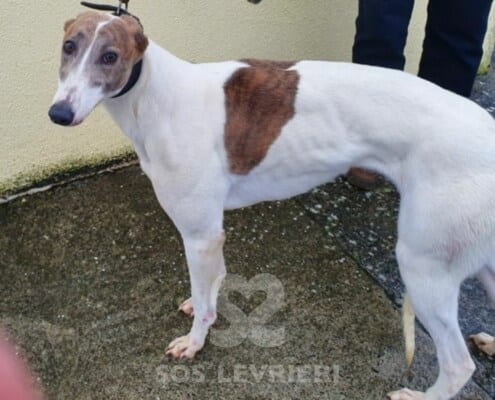 Suzy 2 Greyhound
