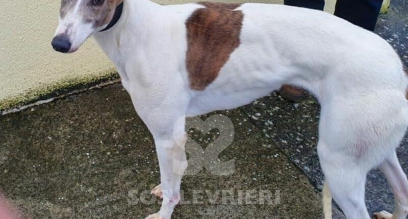 Suzy 2 Greyhound