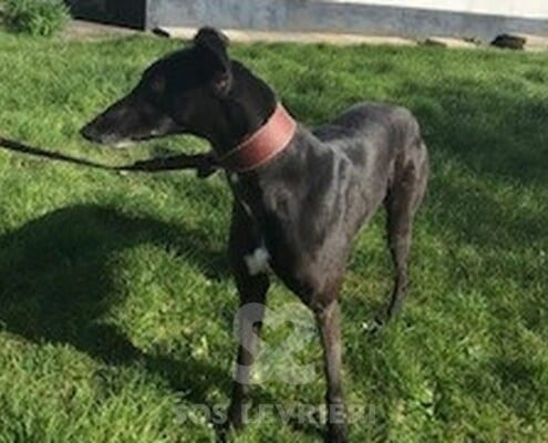 Vonnie Greyhound