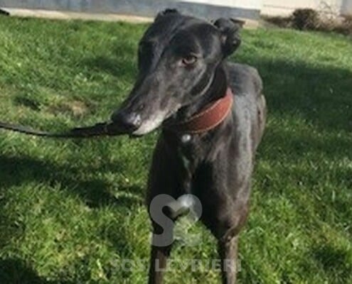 Vonnie Greyhound