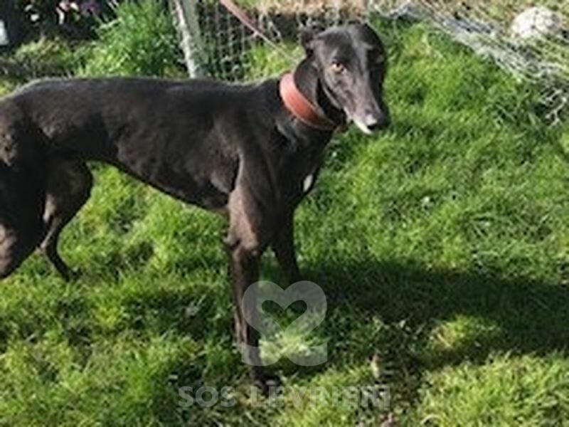 Vonnie Greyhound