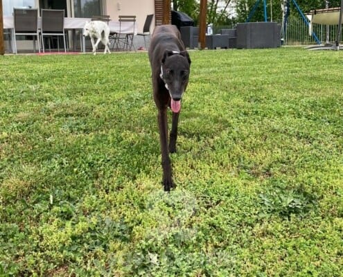 Vonnie Greyhound