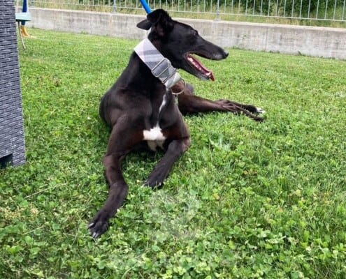 Vonnie Greyhound