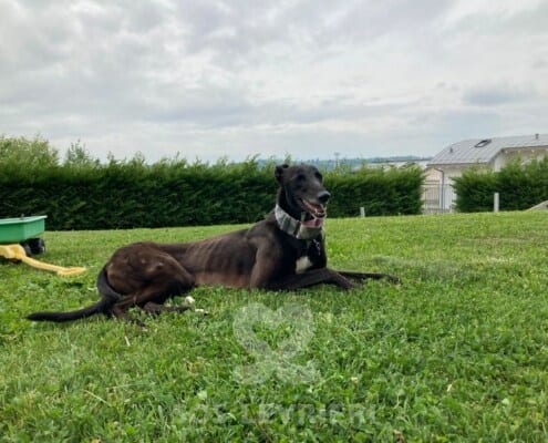 Vonnie Greyhound
