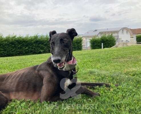 Vonnie Greyhound