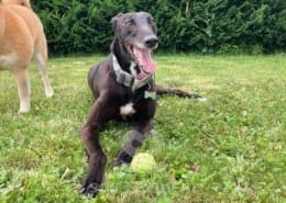 Vonnie Greyhound