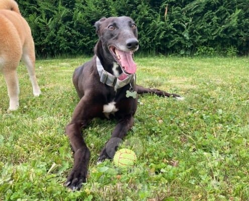 Vonnie Greyhound