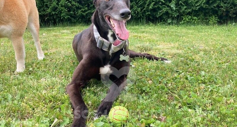 Vonnie Greyhound