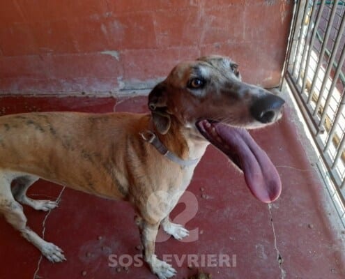 Akemi Galgo