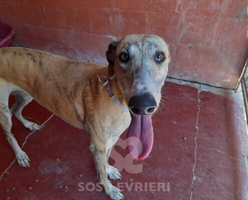 Akemi Galgo