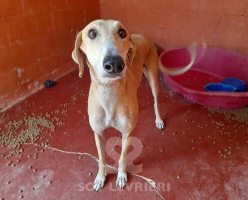Duque 2 Galgo