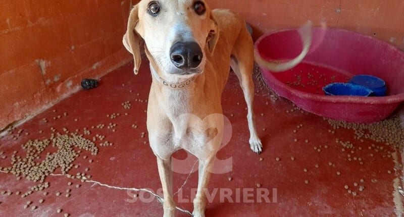 Duque 2 Galgo