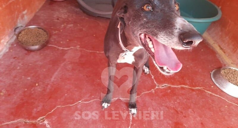 Koko Galgo