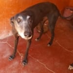Lucero Galgo