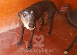 Lucero Galgo