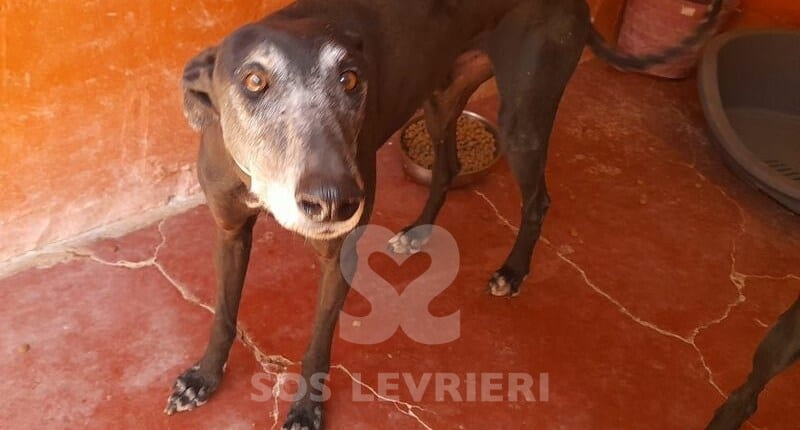 Lucero Galgo