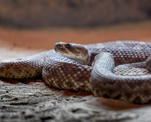 Morso di vipera