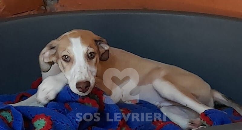 Capricho Galgo