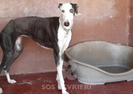 Cometa Galgo