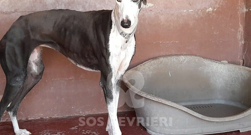 Cometa Galgo